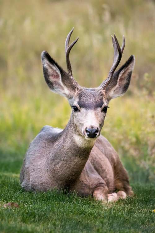 deer horn animal wildlife green