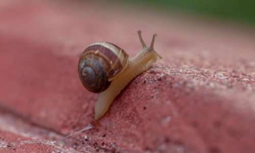gastropods snail slugs crawling nature