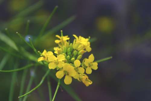 flower nature yellow summer green