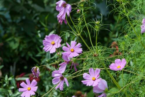 plants nature flower bloom petals