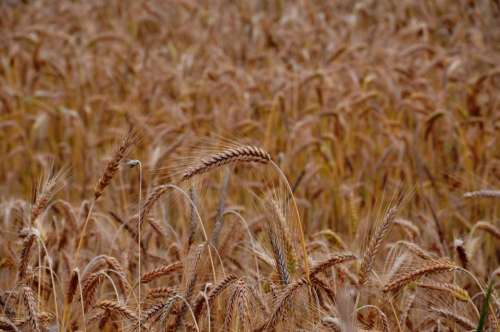 wheat grains crops agriculture nature
