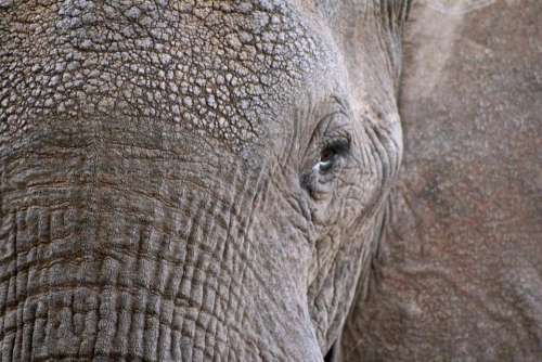 elephant animal wildlife close up eyes