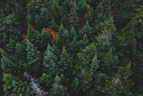 trees plants nature green forest