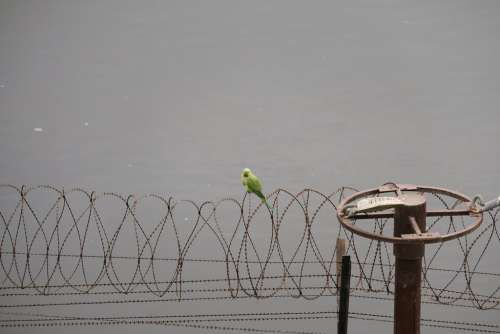 Parrot Sitting on Barbed Wire