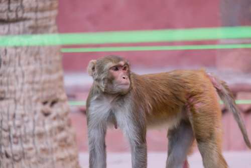 Rhesus Macaque at Red Fort, India