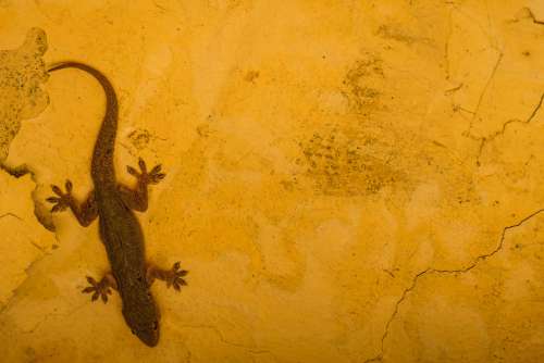 Gecko Lizard on a Yellow Wall