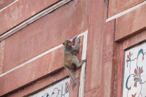 Baby Monkey Hanging of an Edge