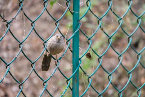 Bird Sits on Chain Link Fence