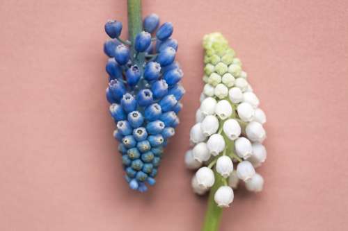 A Close Up Of Two Muscari Flowers Photo