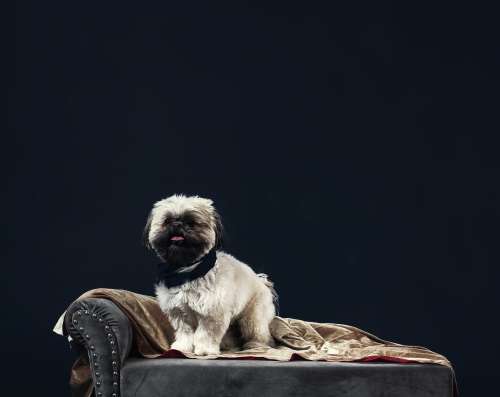 A Dog That Looks Like Chewbacca On A Sofa Photo