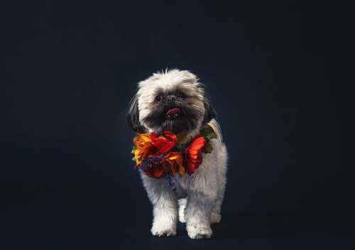 A Fluffy Dog Wearing A Necklace Of Flowers Photo