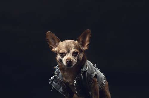 A Greying Chihuahua In A Denim Jacket Photo