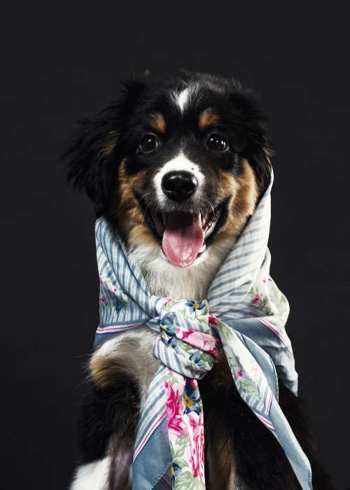 A Smiling Black And Tan Dog With Floral Necktie Photo
