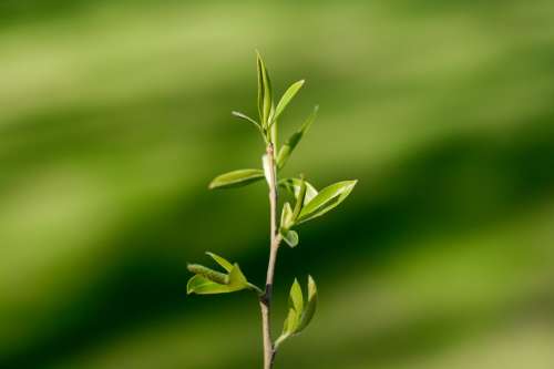 A Tender Branch Reaches Skyward With Fresh Young Leaves Photo