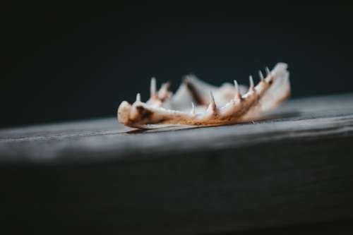 A Tiny Animal Jaw Bone Photo