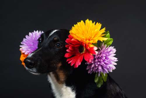 An Explosion Of Flowers Around This Dog's Face Photo