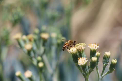 Bee And Nectar Photo