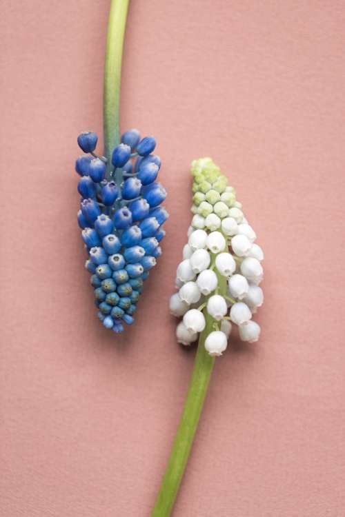 Blue And White Muscari Flowers On Pink Photo
