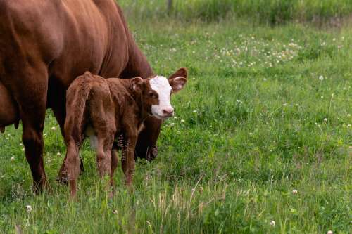 Calf And Cow Photo