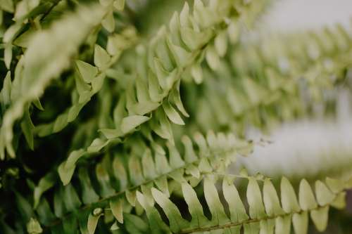 Close Up Of Fern Fronds Photo