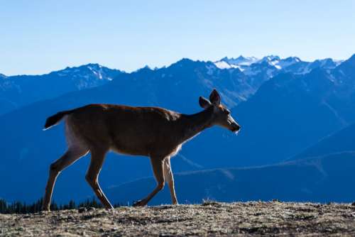 Deer Walking In Mountains Photo