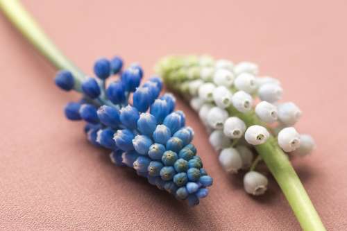 Detailed Close Up Of Two Muscari Flowers Photo