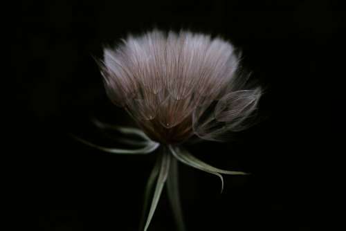 Fluffy Dandelion In The Dark Photo