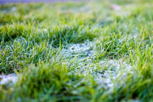 Frosty Grass Photo