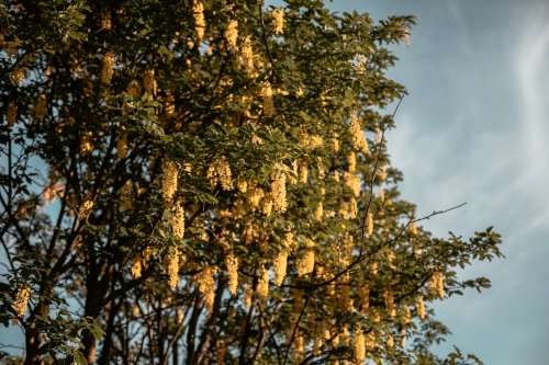 Golden Chains Photo