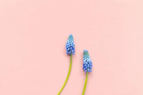 Grape Hyacinths Against Pink Background Photo