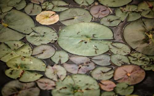 Green Pads Black Pond Photo