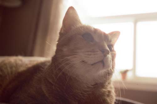 Happy Ginger Cat Photo