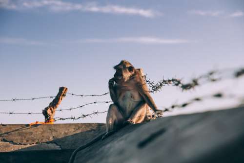 Monkey Sitting On Top Of Wall Lined With Barb Wire Photo