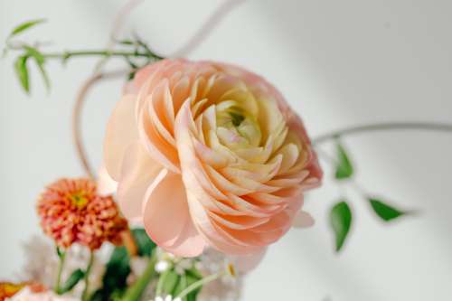Peach Rose In Bouquet Photo