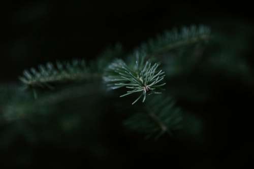 Pine Needle Focus Photo