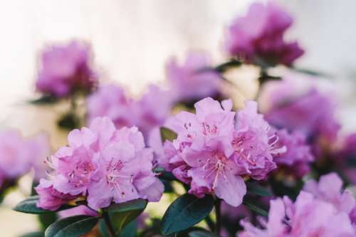 Pink Rhododendron Blossoms Open In Spring Sunshine Photo