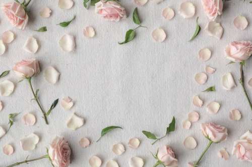 Pink Roses Create A Border On A White Cloth Photo