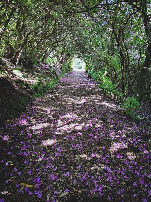 Rhododendron Path Photo
