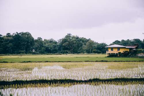 Rice Paddies Surround Yellow House Photo