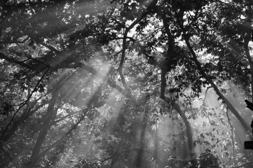 Sunlight Streams Through The Trees Photo