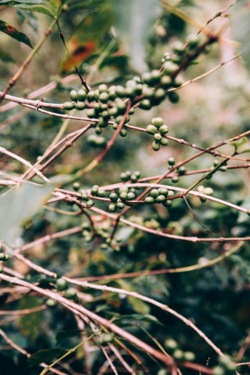 Twisted Red Branches Loaded With Clusters Of Green Fruit Photo