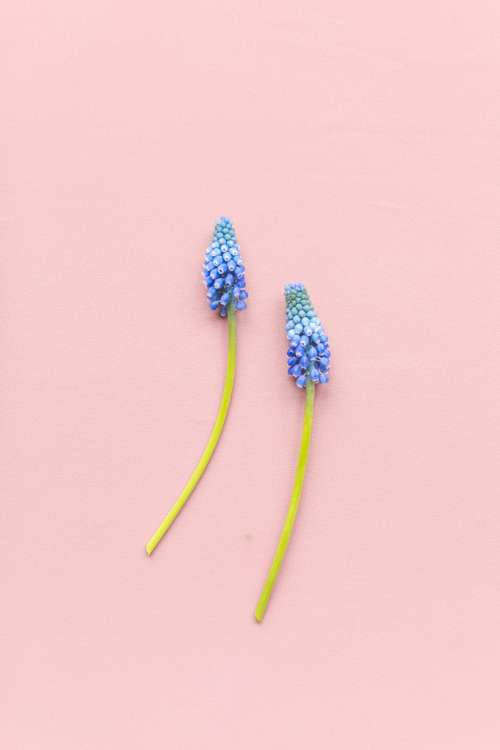 Two Grape Hyacinths On Pink Photo