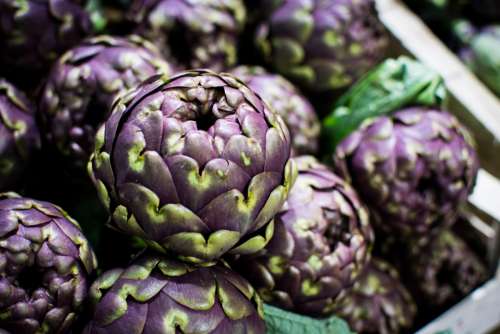 Organic purple artichoke at a local farmers market