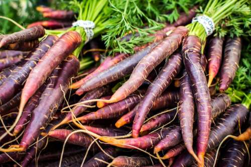 Organic purple carrots at a local farmers market