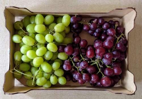 grape grapes red grapes green grapes bunch of grapes