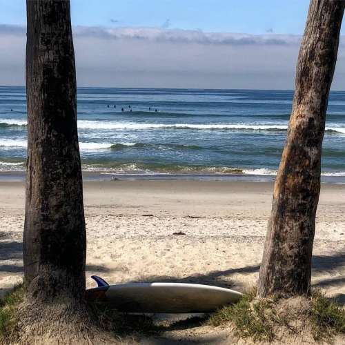 Palm tree beach surfing California