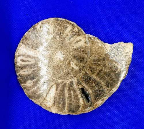 ammonite fossil