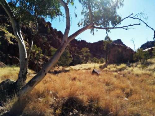 nature bush outback Australia gum trees