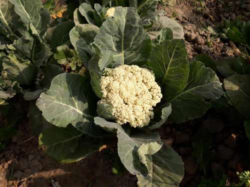 Cauliflower vegetable garden vegetables 