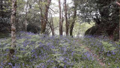 Hyacinthoides bluebell flower field nature